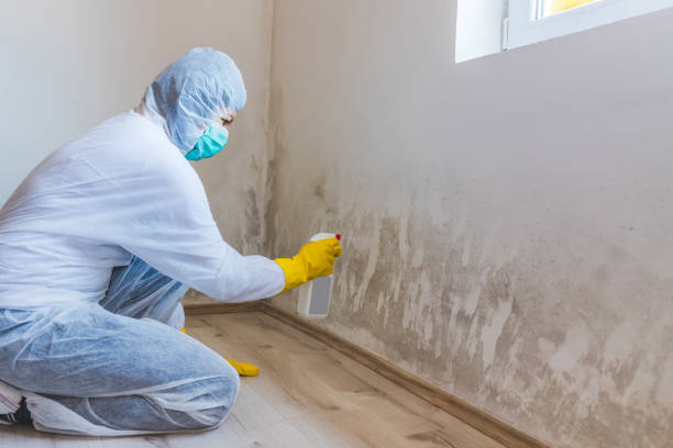 Licensed Mold Remediation service in Brielle, NJ - WQB Mold Removal